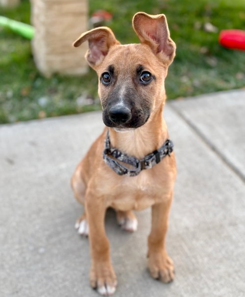 picture of the dog needing adoption