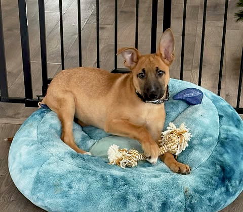 picture of the dog needing adoption