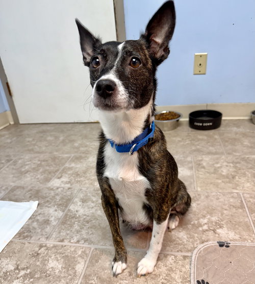 picture of the dog needing adoption