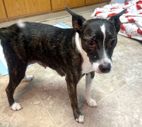 picture of the dog needing adoption