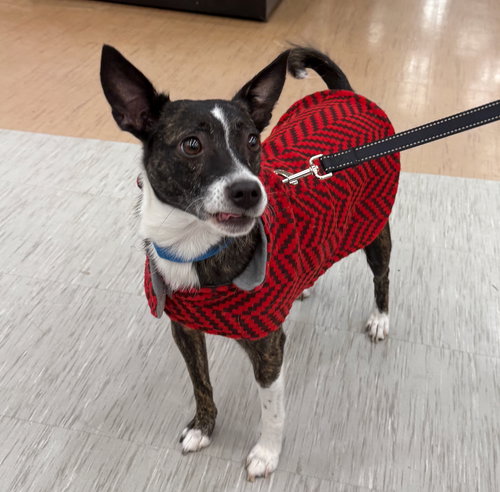 picture of the dog needing adoption