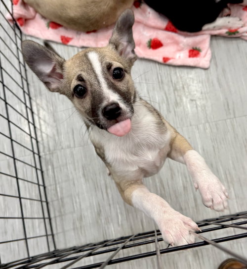 picture of the dog needing adoption