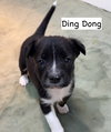 U-DING DONG - Photo 7