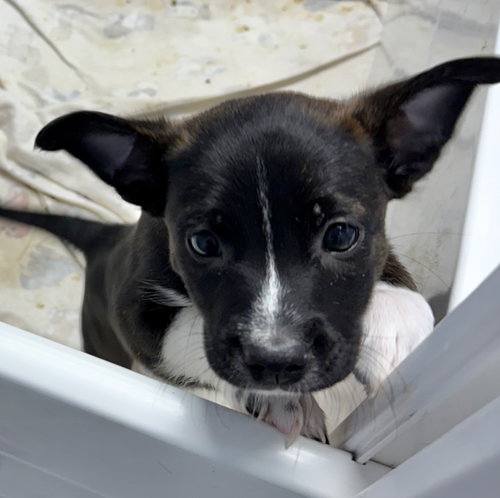 picture of the dog needing adoption