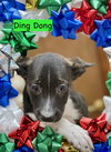 U-DING DONG - Photo 5