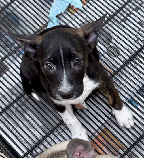 picture of the dog needing adoption