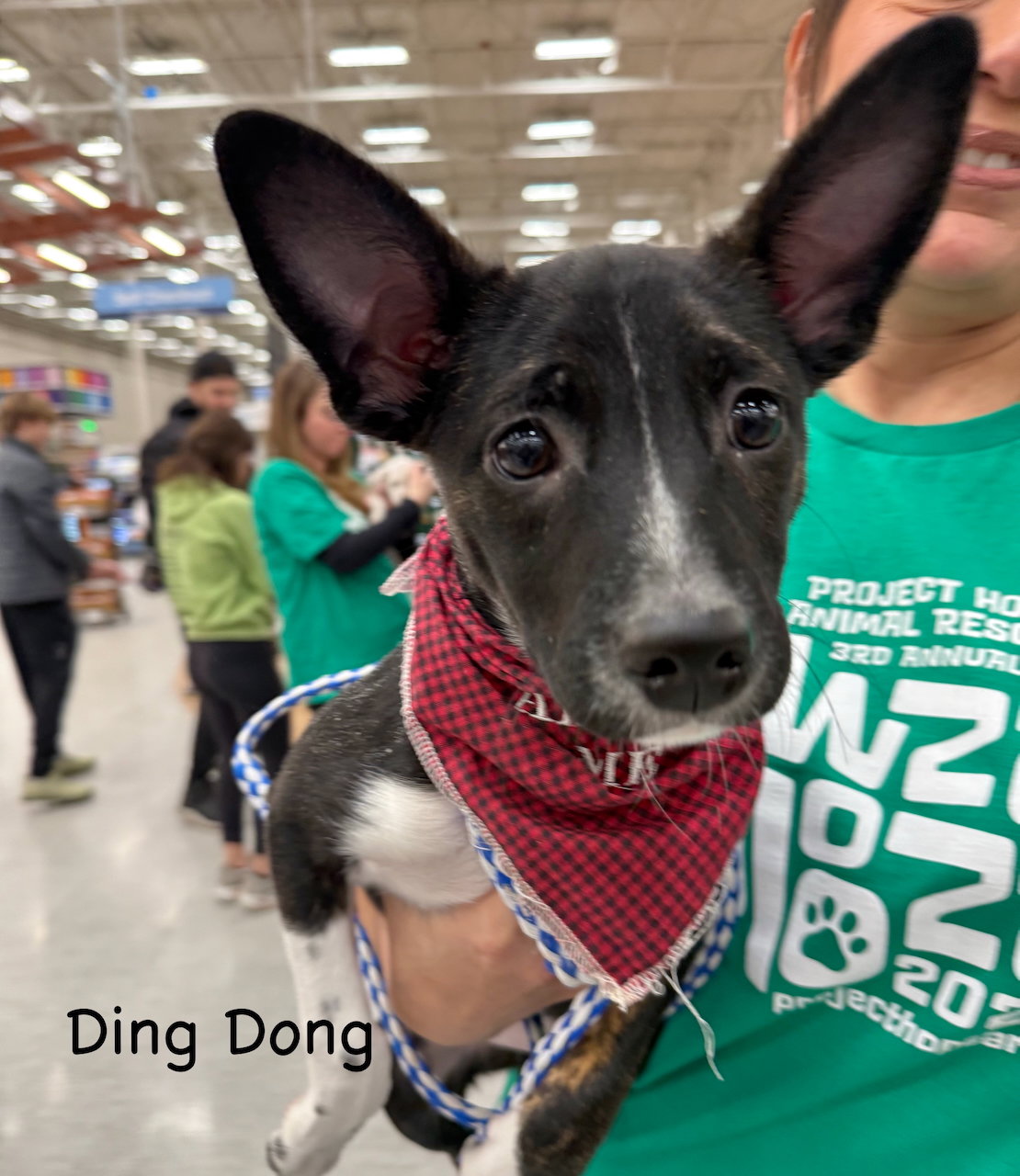 U-DING DONG