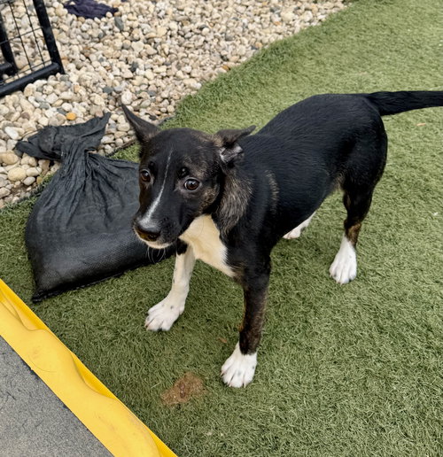 U-DING DONG - Jack Russell Terrier (Parson Russell Terrier) available for adoption
