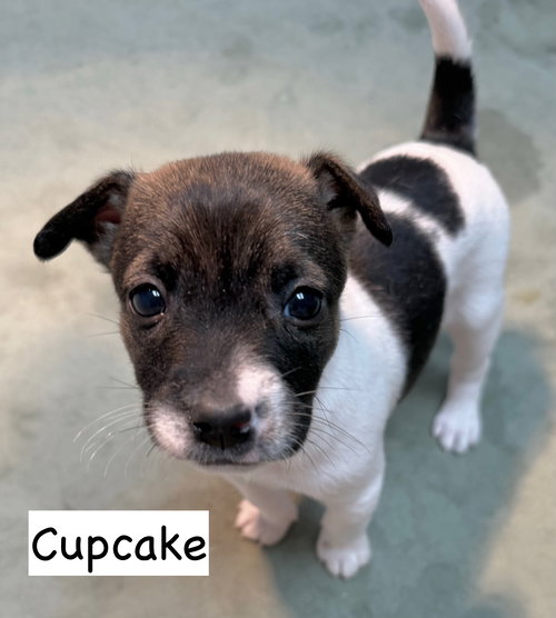 picture of the dog needing adoption