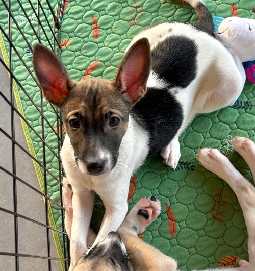 picture of the dog needing adoption