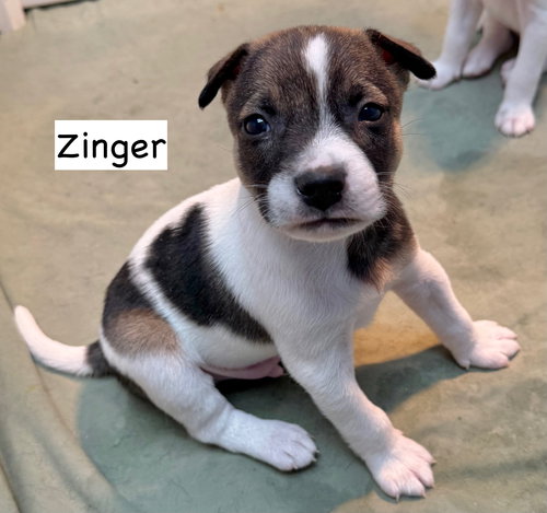 picture of the dog needing adoption