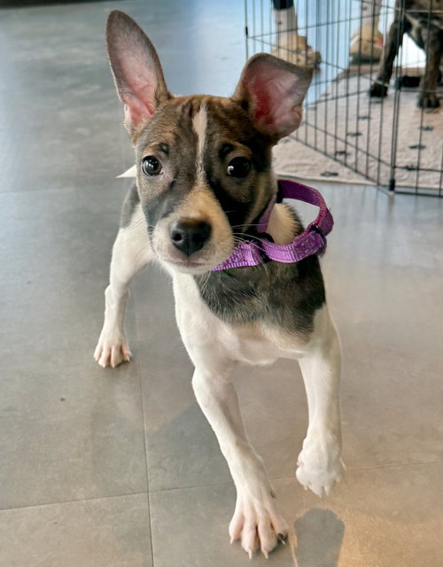 picture of the dog needing adoption