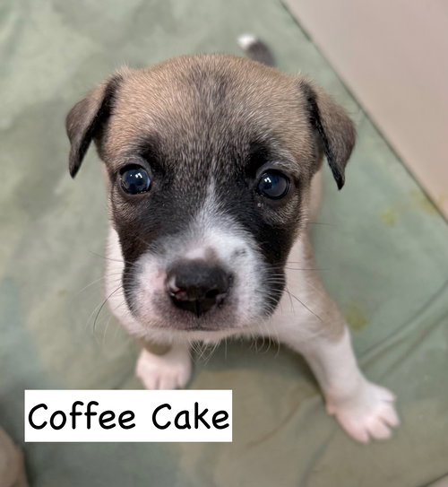 picture of the dog needing adoption