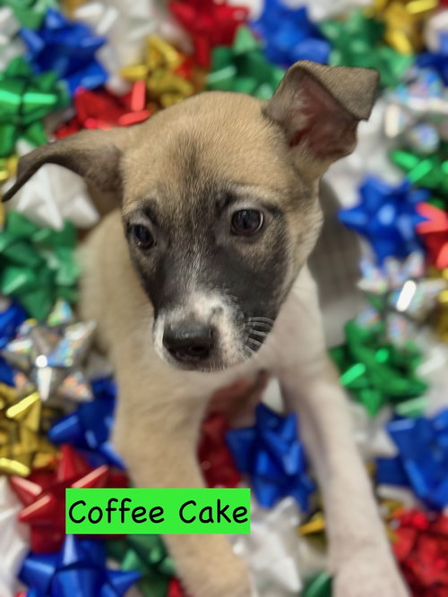 picture of the dog needing adoption