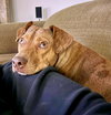 CHILI - Photo 6