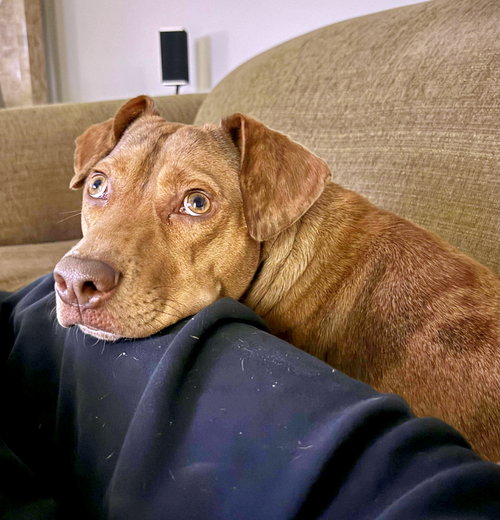 picture of the dog needing adoption