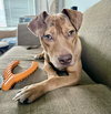 CHILI - Photo 7