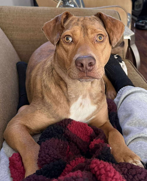 picture of the dog needing adoption