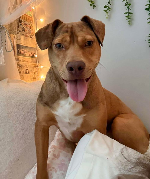 picture of the dog needing adoption