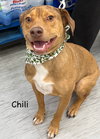 CHILI - Photo 1