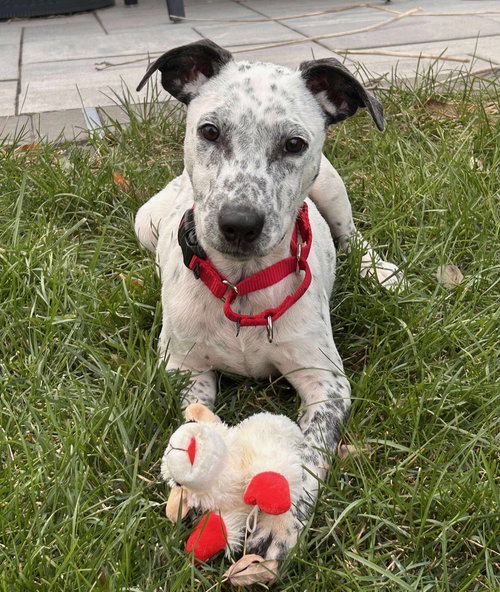 picture of the dog needing adoption