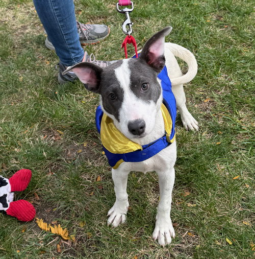 picture of the dog needing adoption