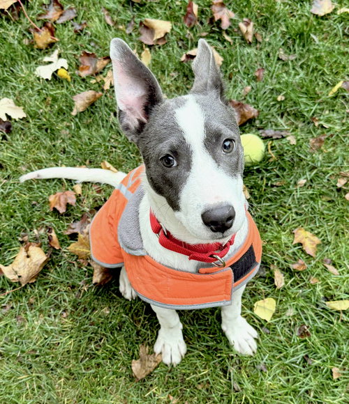 picture of the dog needing adoption