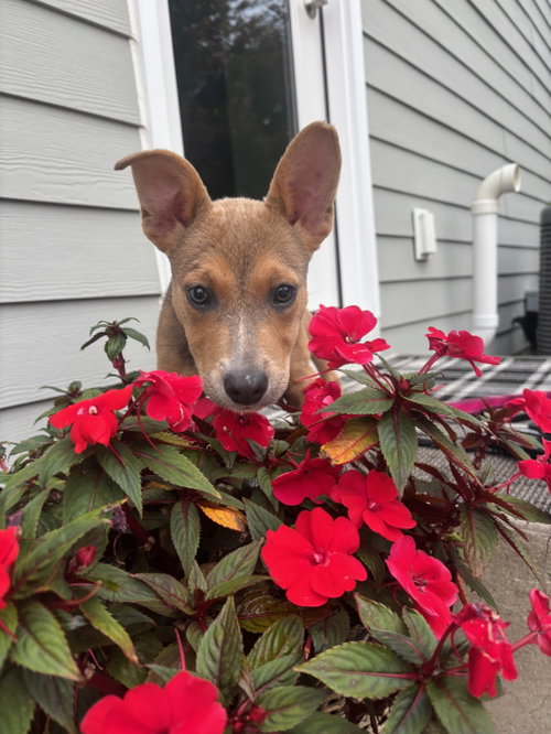 Photo of TRIXIE