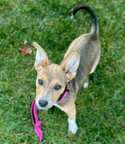 picture of the dog needing adoption