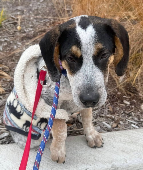 picture of the dog needing adoption