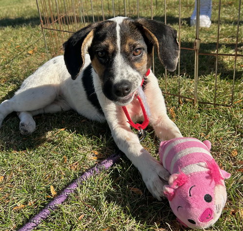 picture of the dog needing adoption