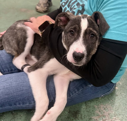 picture of the dog needing adoption
