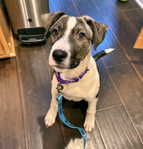 picture of the dog needing adoption