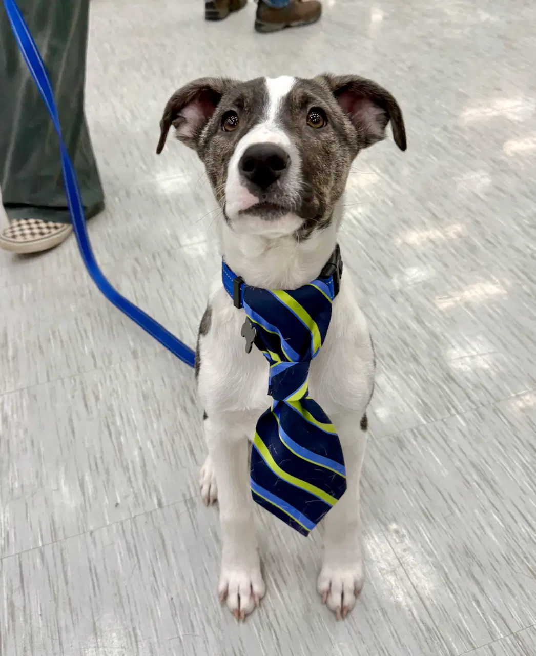 Noah - Border Collie
