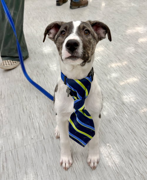 NOAH - Border Collie / Labrador Retriever available for adoption