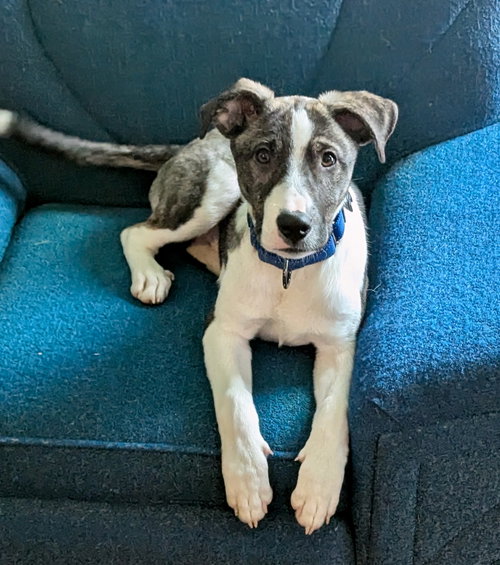 NOAH - Border Collie / Labrador Retriever available for adoption