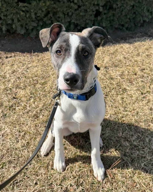 NOAH - Border Collie / Labrador Retriever available for adoption