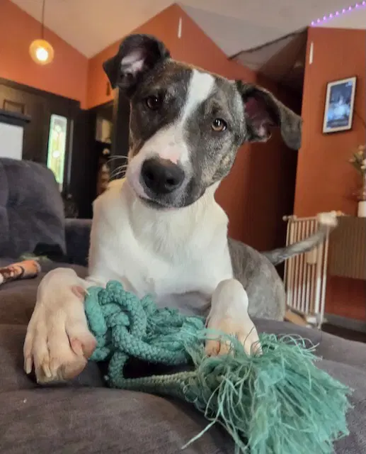 Noah - Border Collie