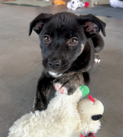 picture of the dog needing adoption