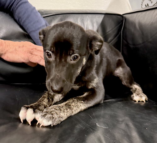 picture of the dog needing adoption