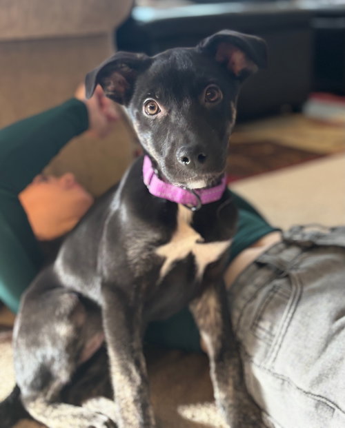 picture of the dog needing adoption