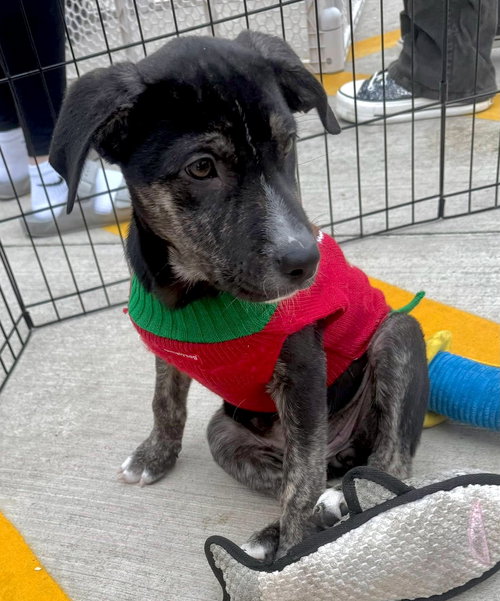 picture of the dog needing adoption
