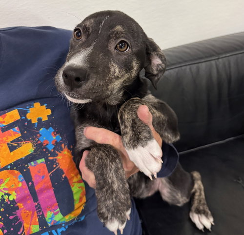 picture of the dog needing adoption