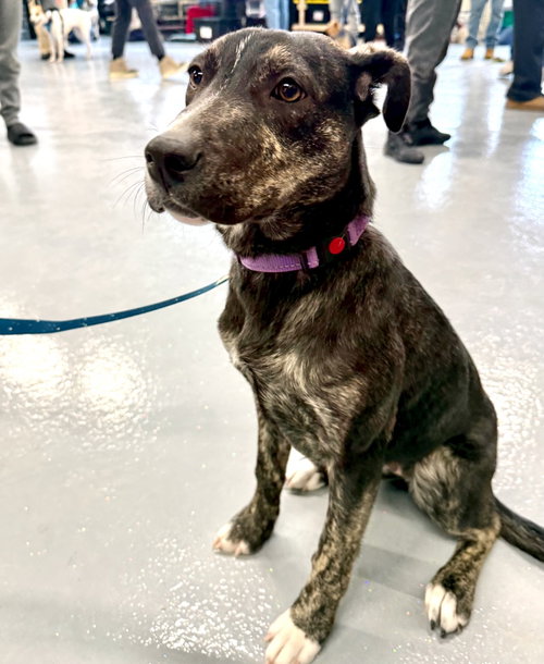 NEELY - Border Collie / Labrador Retriever available for adoption