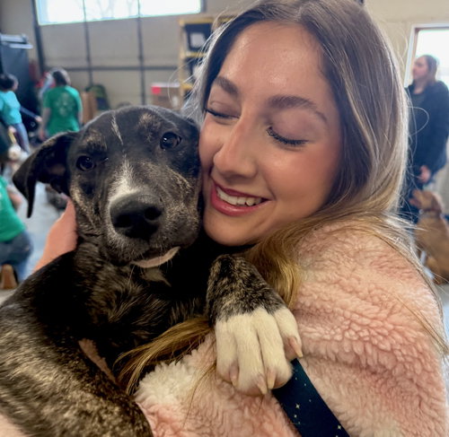 NEELY - Border Collie / Labrador Retriever available for adoption