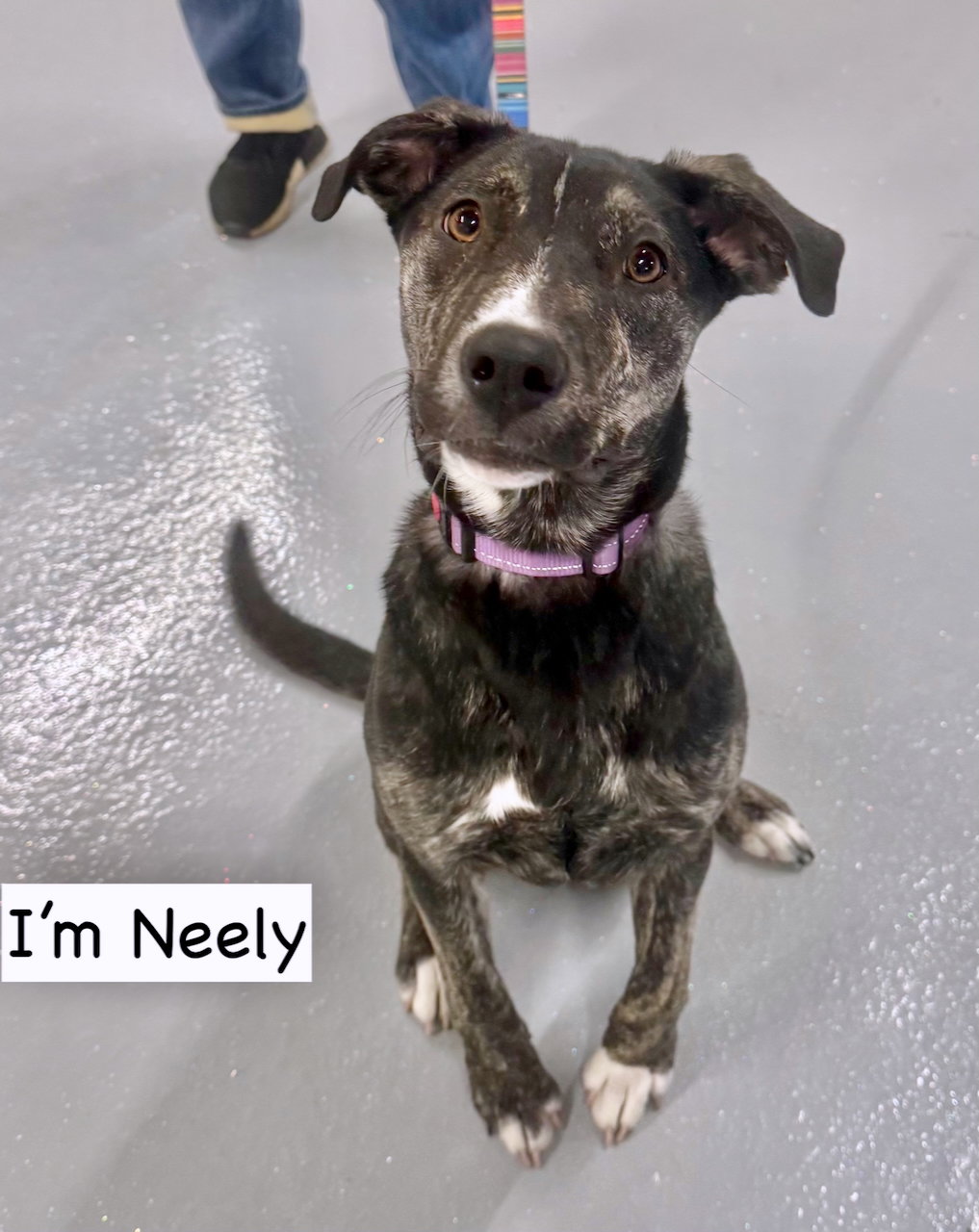 NEELY