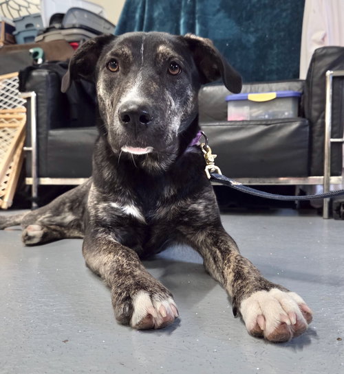 picture of the dog needing adoption