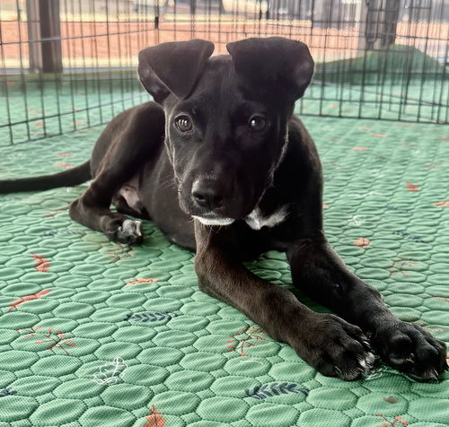 picture of the dog needing adoption