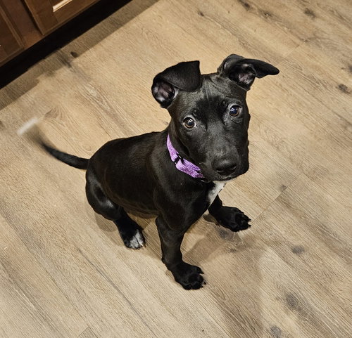picture of the dog needing adoption