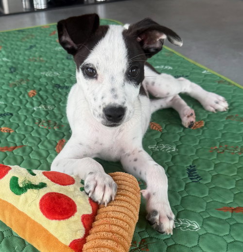 picture of the dog needing adoption
